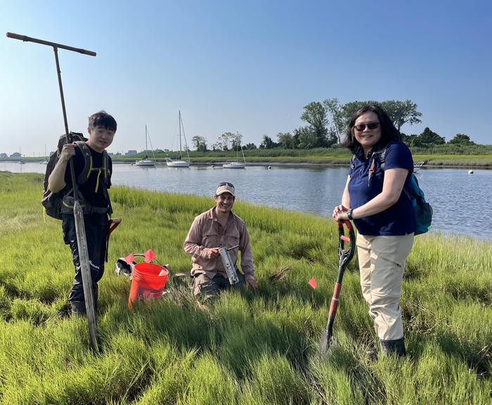 Wenxius Teng (left), Brian Yellen (center), and Qian Yu (right) sample salt marsh sediments at East River Marsh in Guilford, Connecticut.