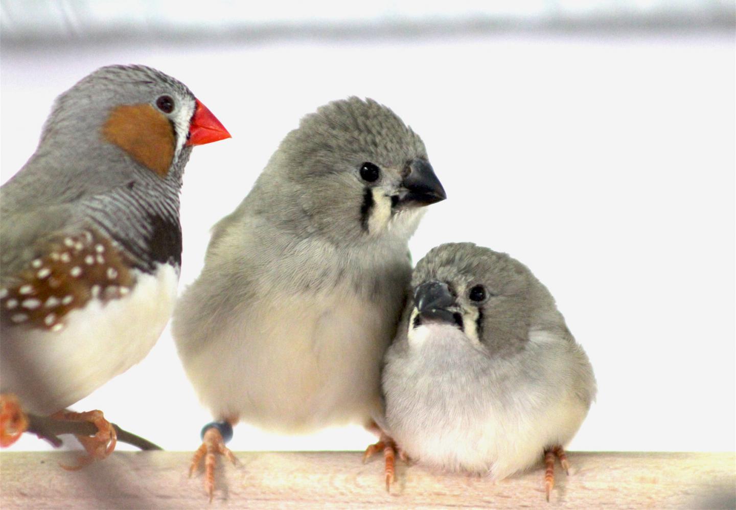 Zebra finches