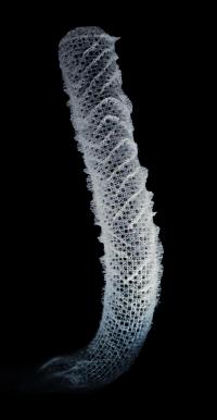 Sea sponge skeleton