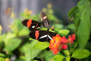 Heliconius butterflies