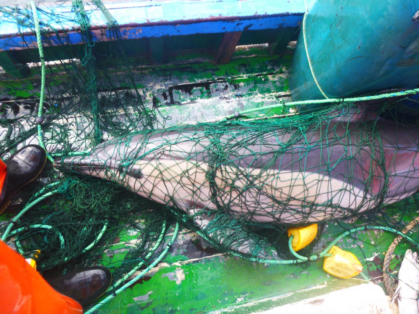 Common Dolphin Caught in a Fishing Net
