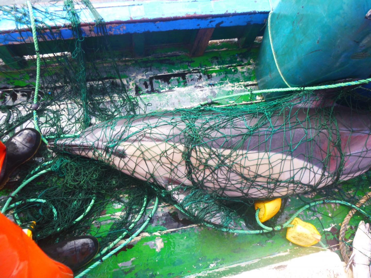 Common Dolphin Caught in a Fis [IMAGE] EurekAlert! Science News Releases