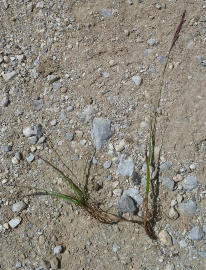 <i>Bromus picoeuropeanus</i>