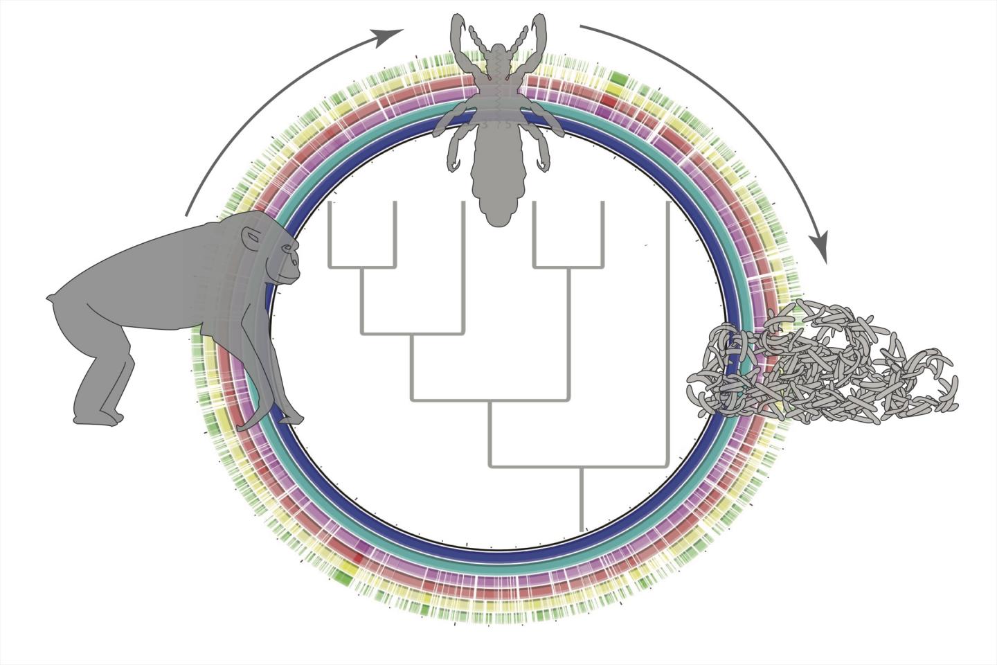 As Primates Evolved, so Did Lice and Their Bacterial Partners