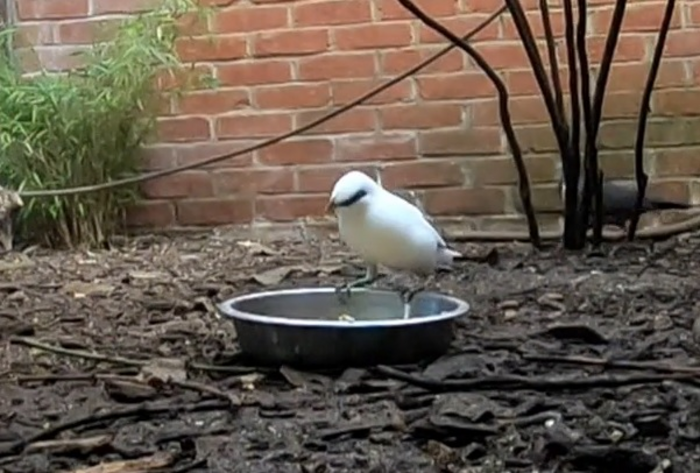 Bali myna birds taking part in foraging tasks detailed in the study