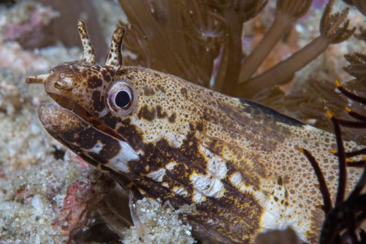 <i>Gymnothorax longinaris</i>