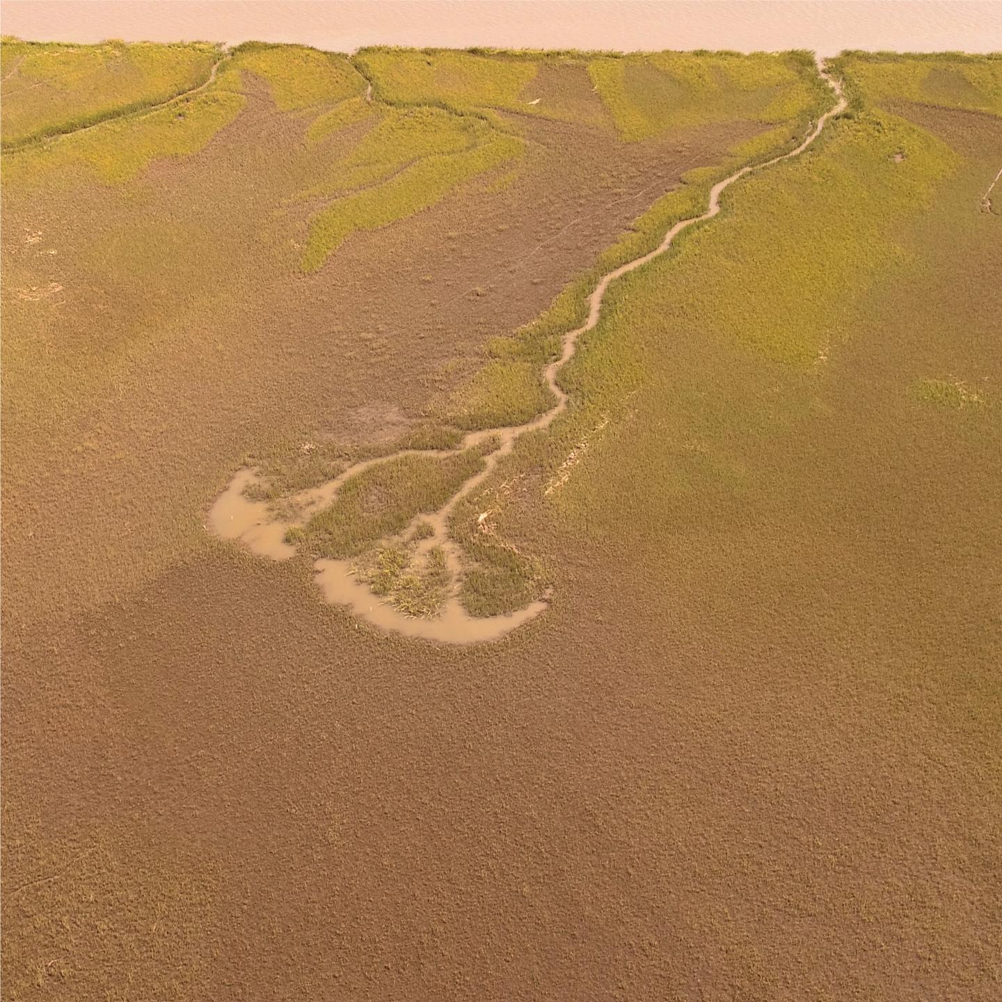 Aerial Drone Images of a Crab-Grazed Tidal Creek on Sapelo Island, Ga