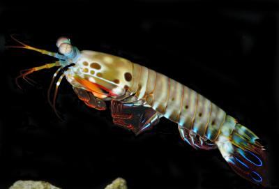 Nothing Sees Color Like the Mantis Shrimp (4 of 18)