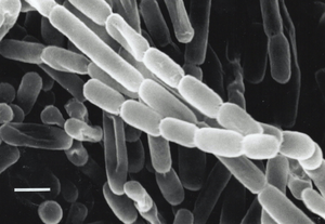 Tiny bacteria that are mighty carbon fixers
