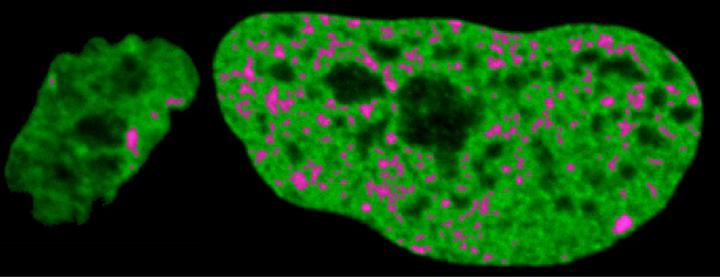 StemCellNucleusImage1