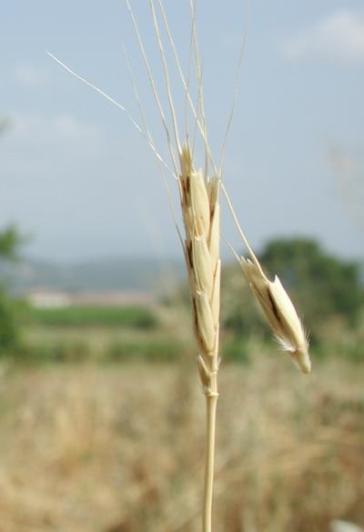 Wild Wheat Ear