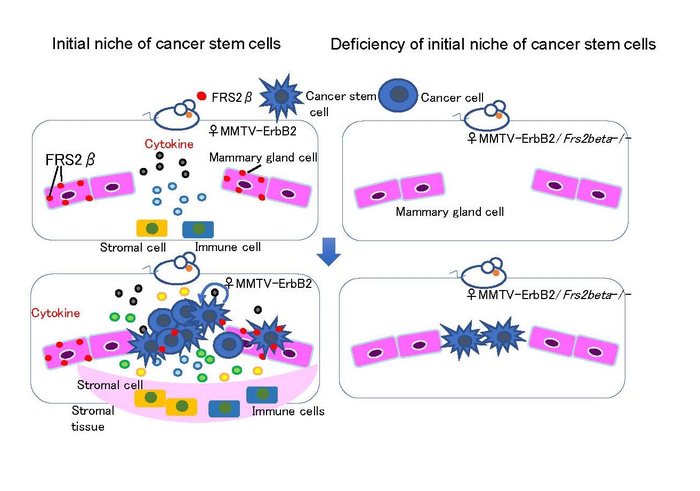 Microenvironment at the initiation stage of breast cancer carcinogenesis generated by FRS2β.
