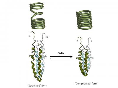 Spring Action of Salt-Sensor Proteins