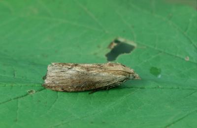 Greater Wax Moth