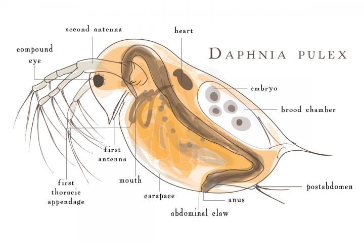 <I>Daphnia pulex</I>