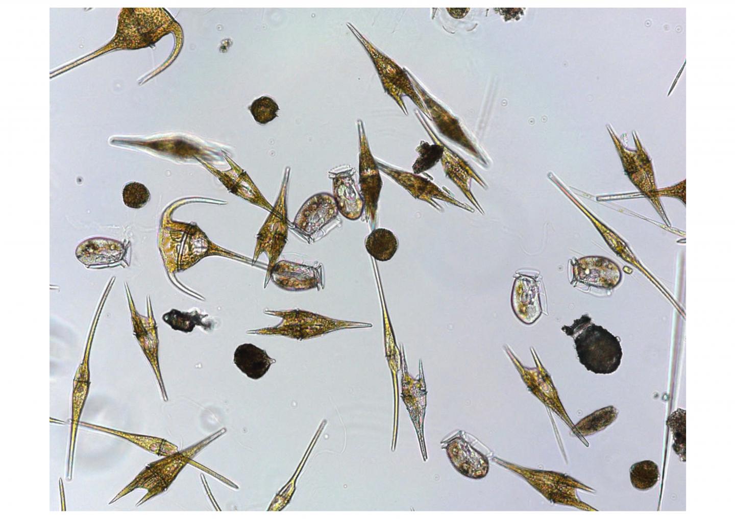 Novel Methodological Tool Helps Detect Synergistic Phenomena in Phytoplankton Growth