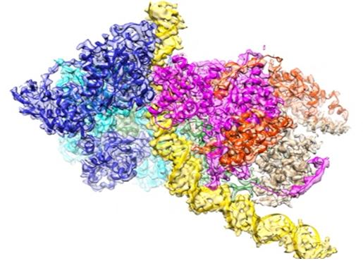 ORC-DNA Complex (72-bp)