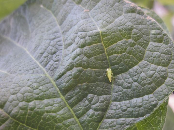 Leafhopper kraemeri