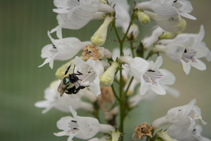 One of the countless bumblebees painted blue to track bee health