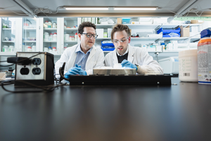 Professor Ben Hatton and PhD candidate Desmond van den Berg examine bacteria samples in the lab.