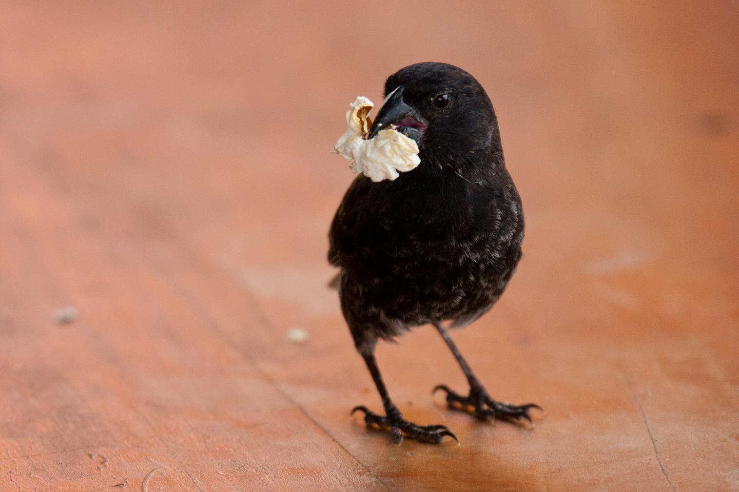Darwin's Finch Enjoying Popcorn