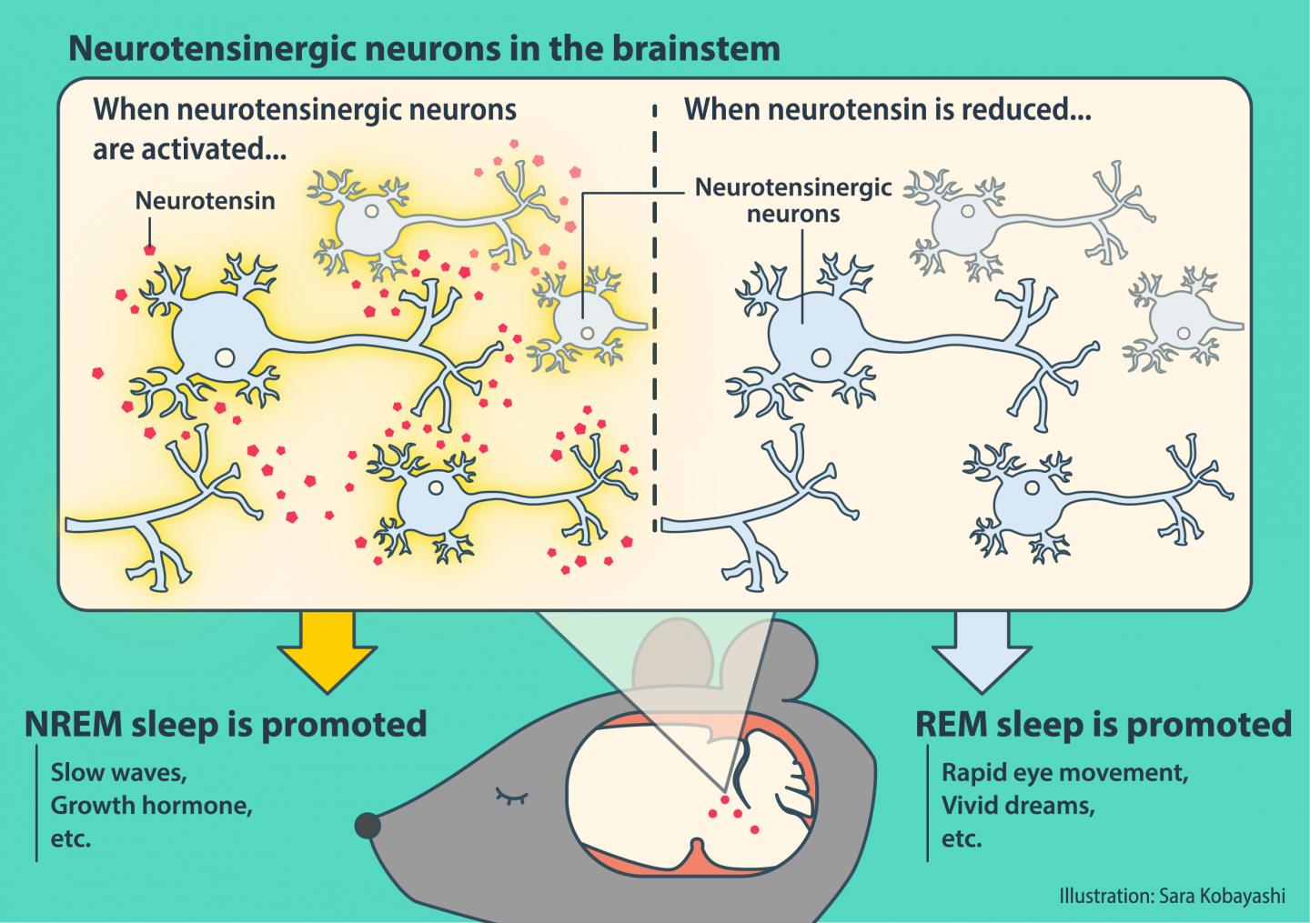To Sleep Deeply: the Brainstem Neurons that Regulate Non-REM Sleep