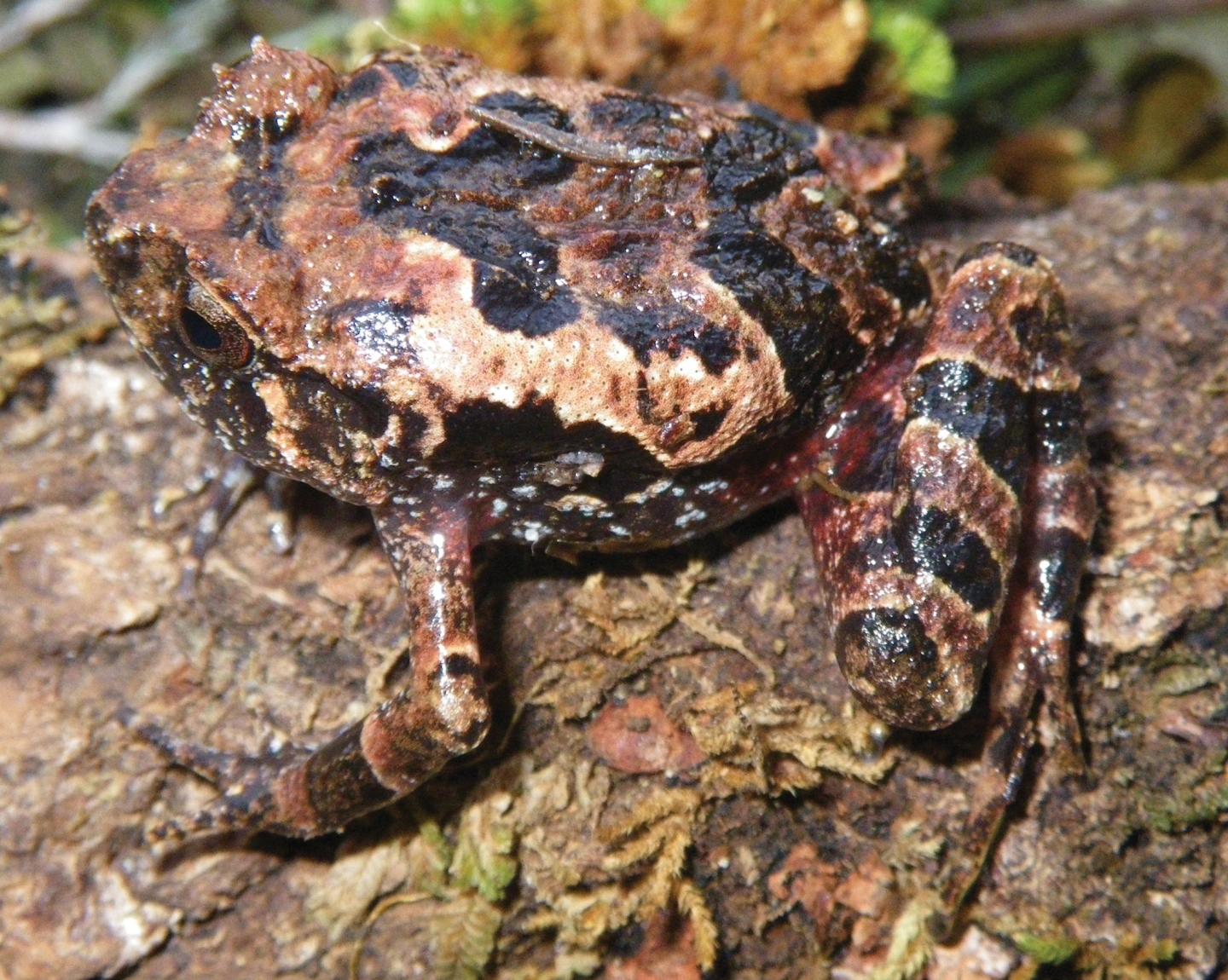 Two New Species of Frogs Discovered in Madagascar