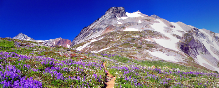 North American mountain vegetation is rapidly shifting higher as the climate warms