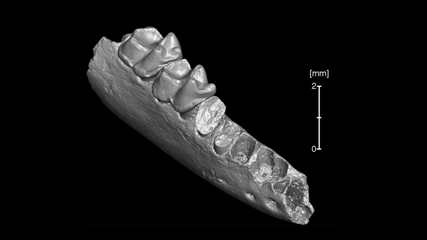 Early Ancestor of Modern Primates May Have Come from North America