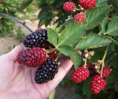 New Management Systems Extend Blackberry Season