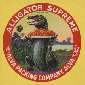 Alligator Supreme