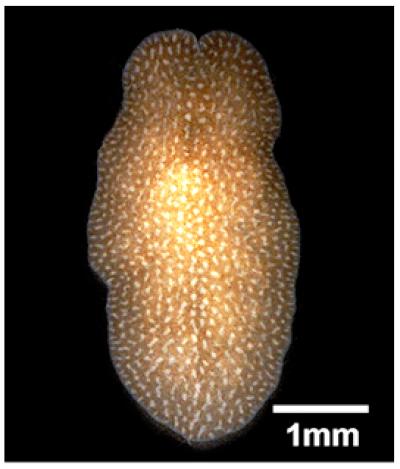 <i>Amakusaplana</i> Flat Worm