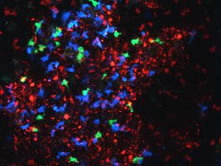 Process of Selection