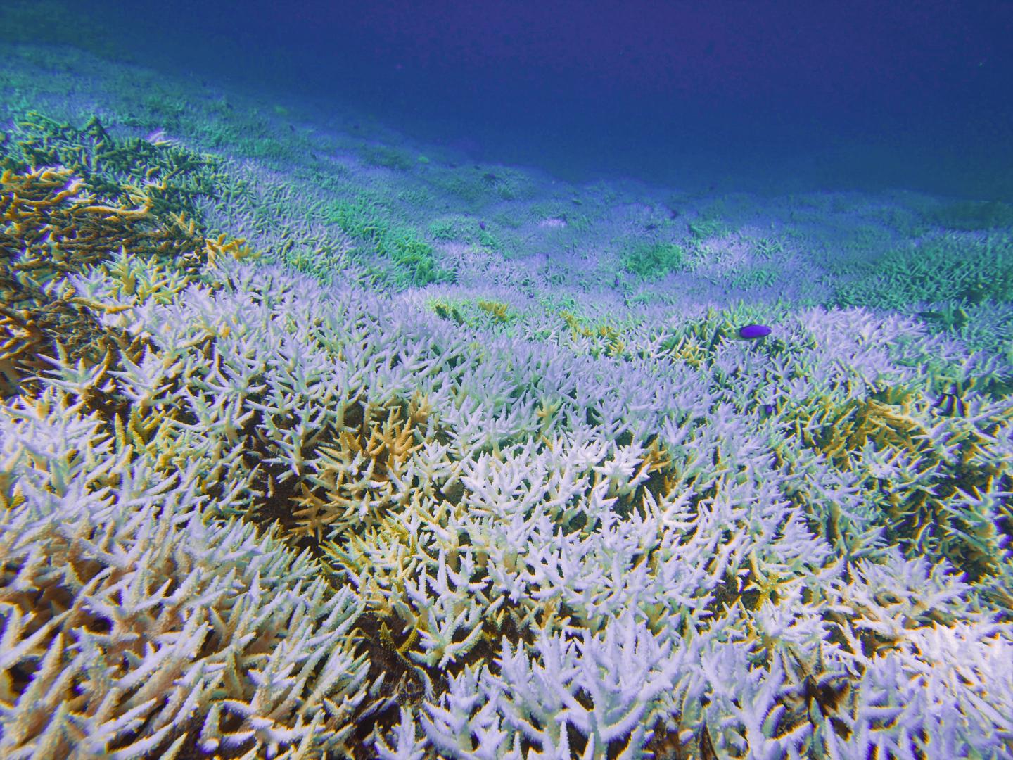 Coral Bleaching