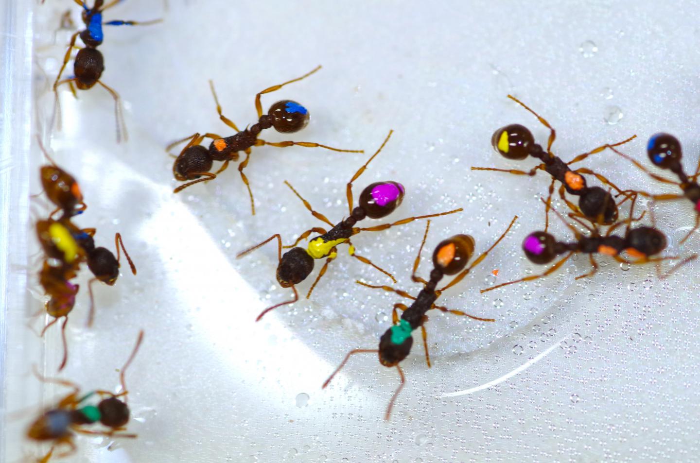 Colored Ants [IMAGE] | EurekAlert! Science News Releases