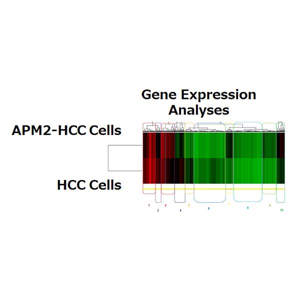 APM2 overexpression increases ERCC6L expression