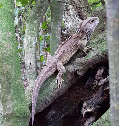 Tuatara