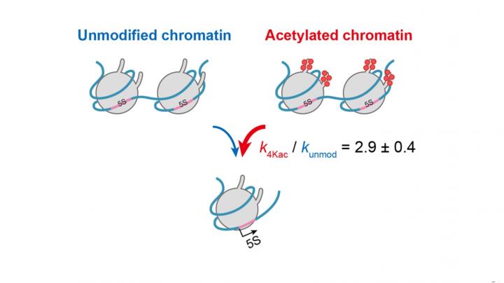 Figure 2. The novel kinetic model?