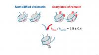 Figure 2. The novel kinetic model?