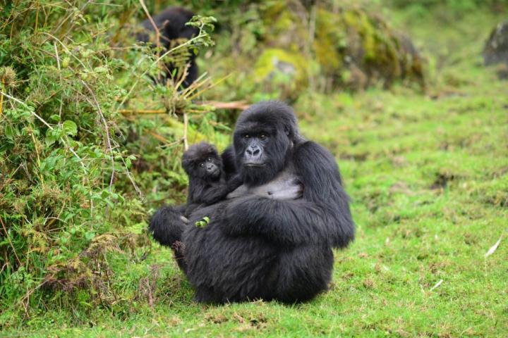 Social status, not size, determines reproductive success for female mountain gorillas