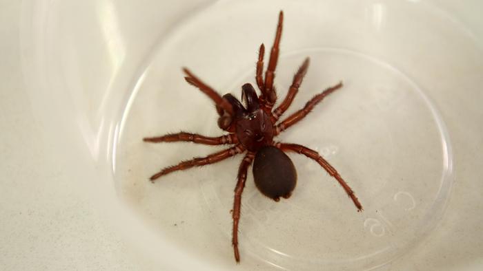 Funnel Web spider