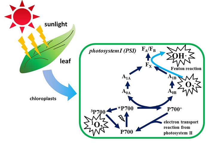 The Process of Reactive Oxygen Species Creation within Leaves