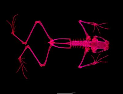 Toothless Frog Species Often Eat Small Insects