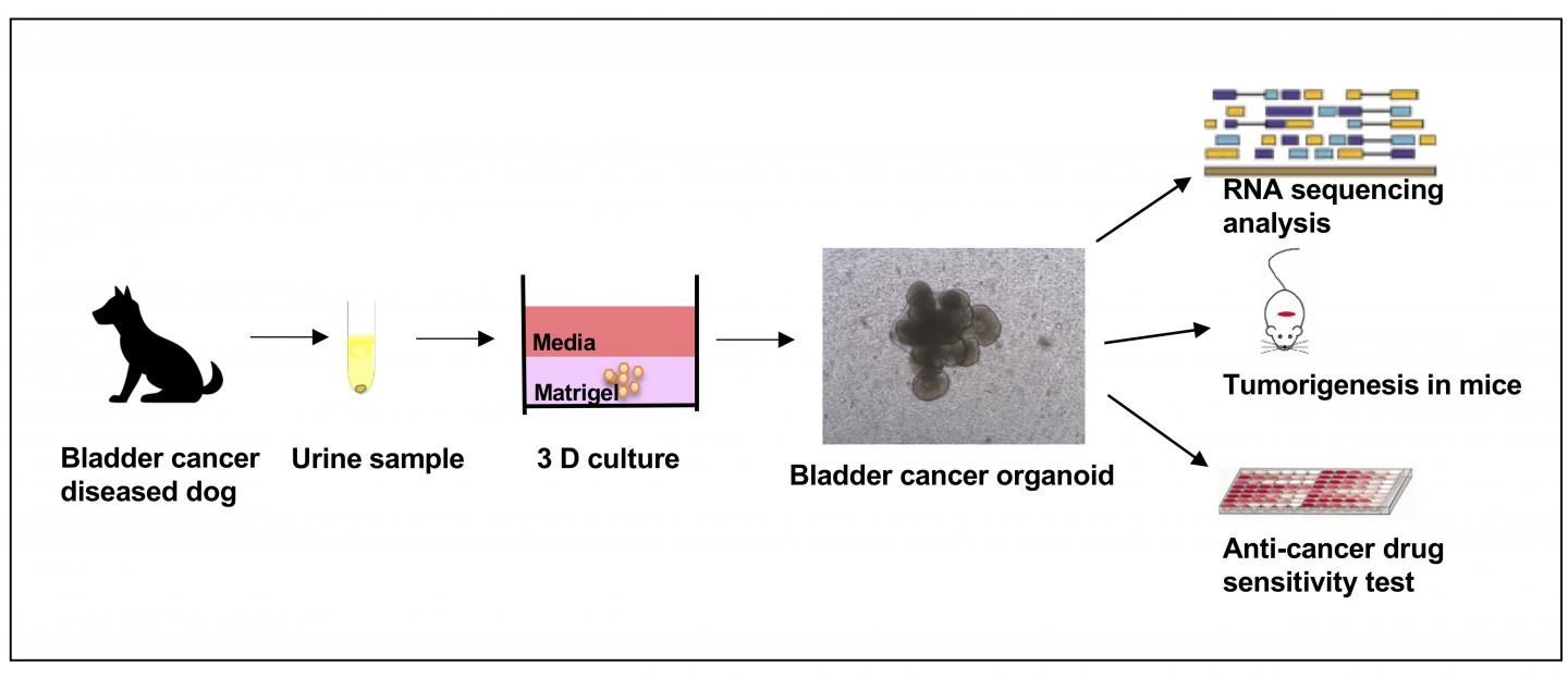 Establishment of urine-derived bladder cancer organoid culture method