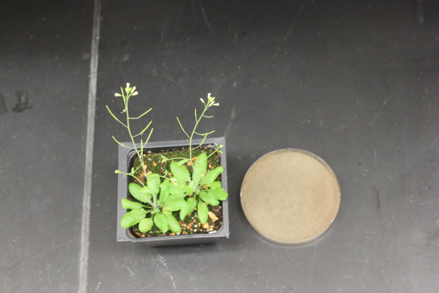 <i>Arabidopsis</i> and Gray Mold
