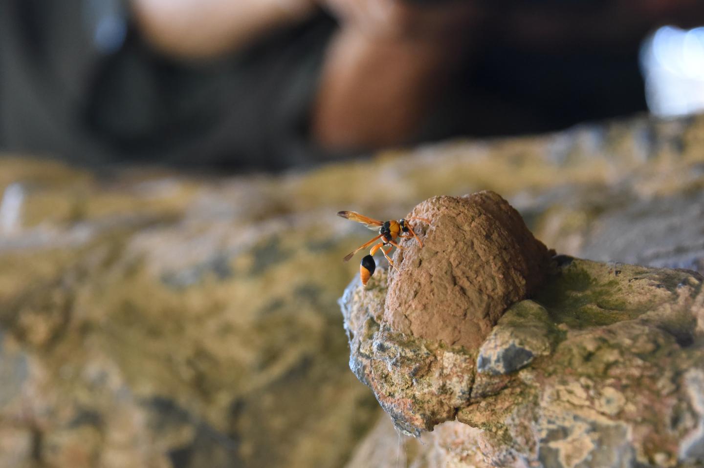 Kimberley Rock Art Older Than First Thought