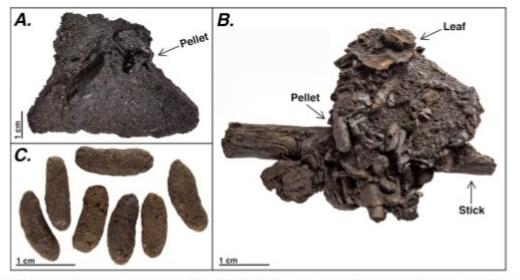 Example Coprolites from Rancho La Brea