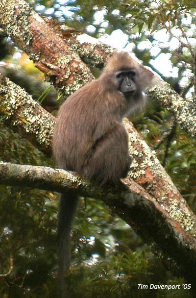 African Monkey <i>Rungwecebus kipunji</i>