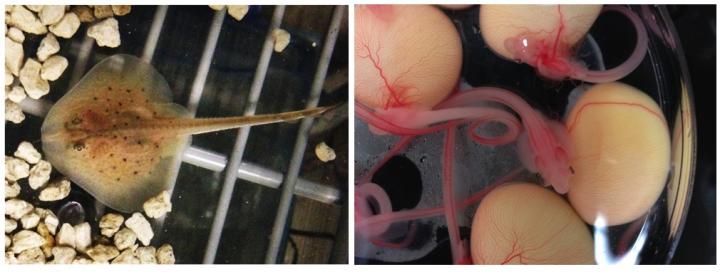 Young/Developing Skates