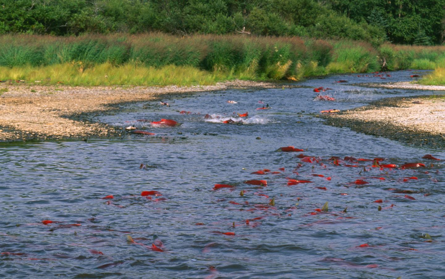 Sockeye Salmon Run in Alaska